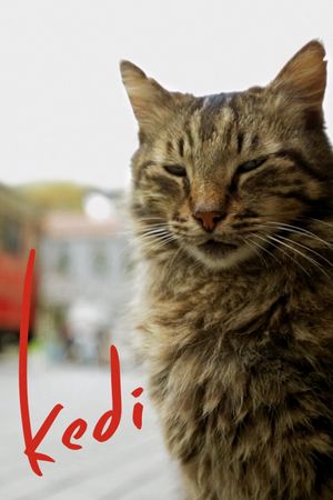 Kedi's poster