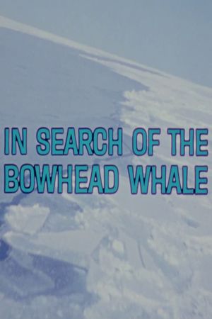 In Search of the Bowhead Whale's poster