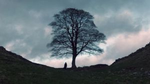 The Sycamore Gap's poster