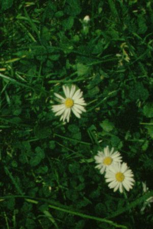 Daisies Cloud Passing's poster