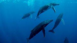 Humpback Whales's poster