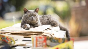 Murder of a Cat's poster