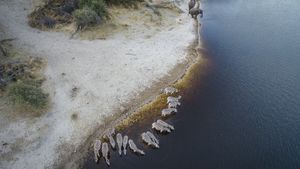Into the Okavango's poster