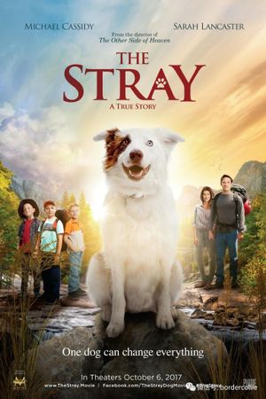 The Stray's poster