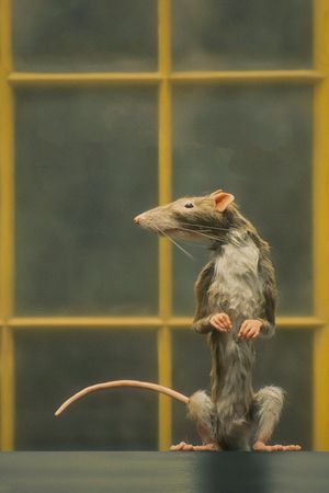 The Rat Catcher's poster