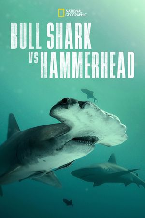 Bull Shark vs Hammerhead's poster image
