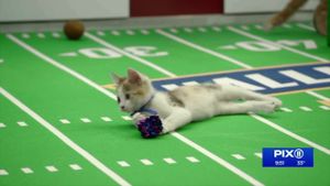 Kitten Bowl VIII Special's poster