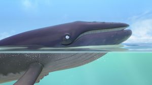The Snail and the Whale's poster