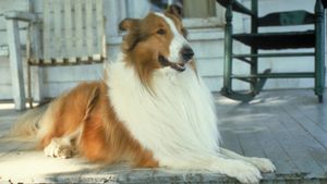 Lassie's poster