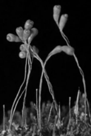 The Plants of the Pantry's poster image