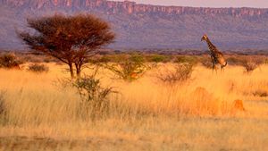 Namibia, Sanctuary of Giants's poster