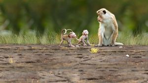 Monkey Kingdom's poster