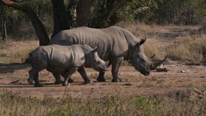 Le rhinocéros blanc's poster