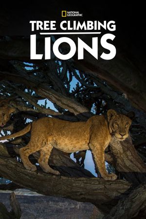 Tree Climbing Lions's poster