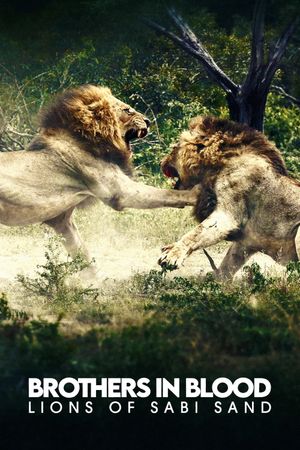 Brothers in Blood: The Lions of Sabi Sand's poster