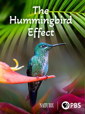 The Hummingbird Effect's poster image