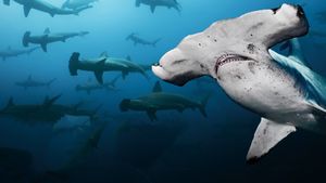Galapagos: Realm of Giant Sharks's poster