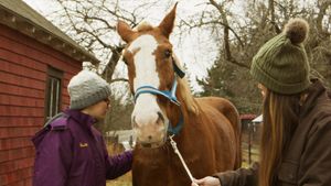 December Horses's poster