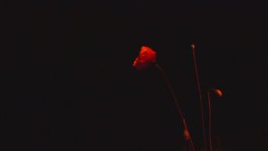 Cadaverous Sonneteer's poster