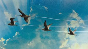 Flyways: the untold journey of migratory shorebirds's poster