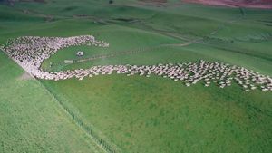 Aerial New Zealand's poster