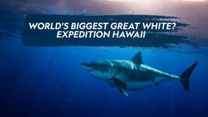 World's Biggest Great White?'s poster