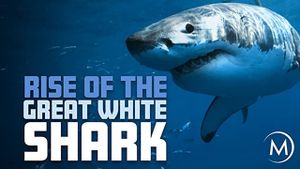 Rise Of The Great White Shark's poster