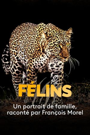Big Cats's poster