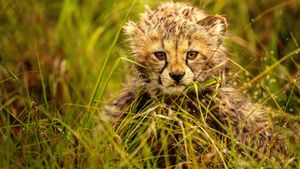 The Way of the Cheetah's poster