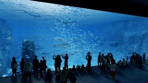 Nausicaa: The Largest Aquarium in Europe's poster