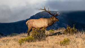 The Olympic Elk's poster