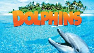 Dolphins's poster