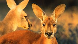 Big Red: The Kangaroo King's poster