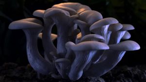 Fantastic Fungi's poster
