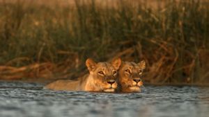 Birth of a Pride's poster