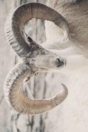 Paradies der Tiere's poster