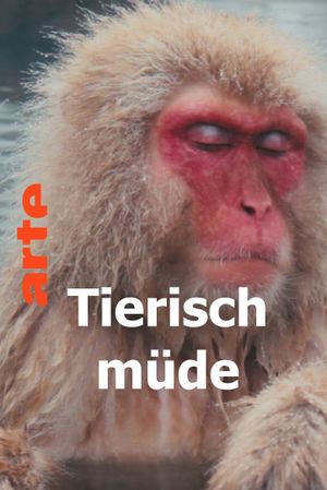 Tierisch müde - Das Rätsel Schlaf's poster