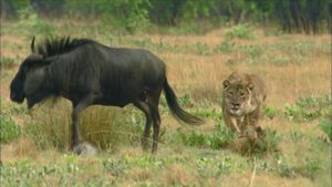 The Last Lioness's poster