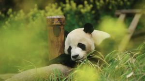 My Dearest Fu Bao's poster