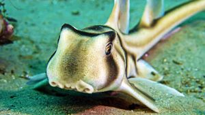 Baby Sharks's poster