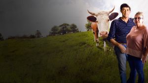 L'Amour vache's poster