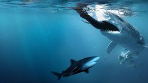 Bull Shark Bandits's poster