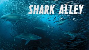 Shark Alley's poster