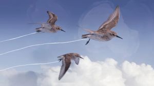Flyways: the untold journey of migratory shorebirds's poster