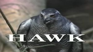 Predators of the Wild: Hawk's poster