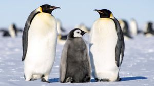 March of the Penguins's poster