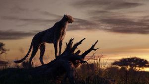 The Lion King's poster
