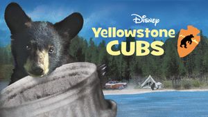 Yellowstone Cubs's poster