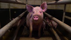 Pignorant's poster