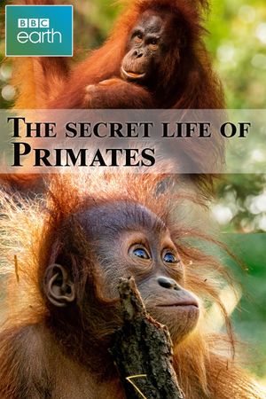 The secret life of Primates's poster